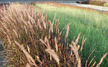 pennisetum (varietà)